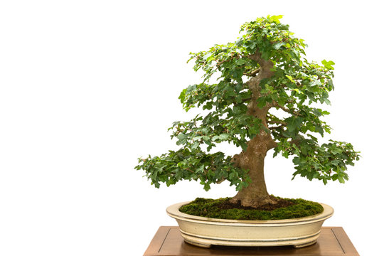 Feldahorn (Acer campestre) als Bonsai Baum