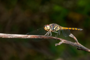 Seaside Dragonlet Dragonfly (Erythrodiplax berenice) on a twig