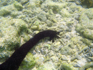 Sea Cucumber