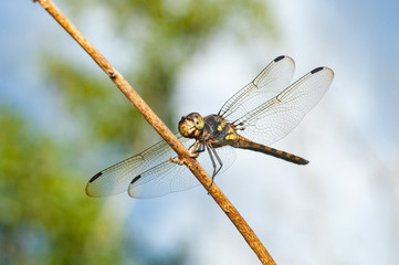 Seaside Dragonlet Dragonfly (Erythrodiplax berenice) on a twig