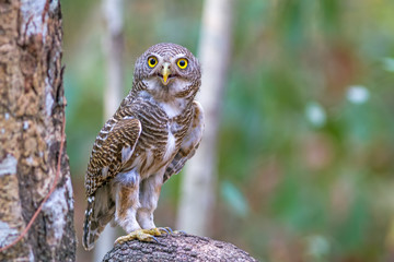 Close up beautiful bird Asian Barred Owlet (Glaucidium cuculoides) is a species of true owl standing on branch