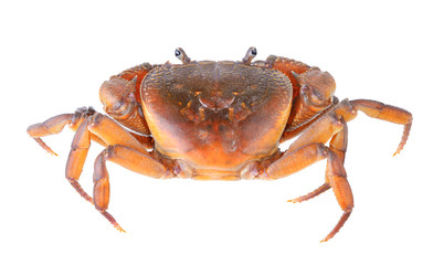 crab on white background