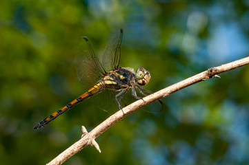 Seaside Dragonlet Dragonfly (Erythrodiplax berenice) on a twig