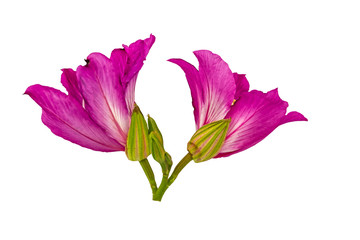 Closed up pink Bauhinia purpurea or Butterfly Tree isolated on white background.Saved with clipping path.