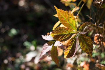 Herbstlaub eines Wilden Weines