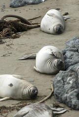 three sleepy seals