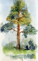 Watercolor postcard with pine. Bright summer scenery with tree