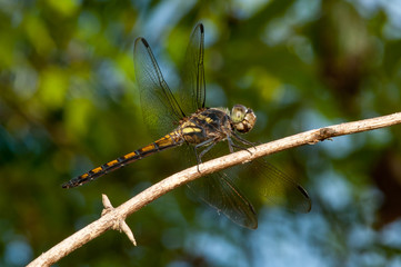 Seaside Dragonlet Dragonfly (Erythrodiplax berenice) on a twig