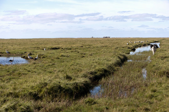 Im Vorland von St. Peter-Ording