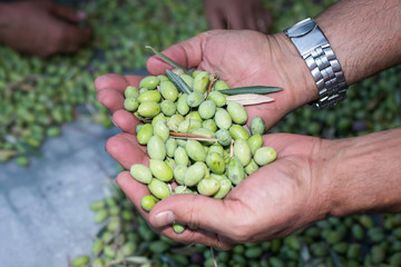 Naklejka na ściany i meble Hand presenting collected ripe green olives