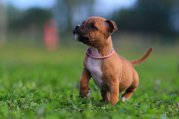 puppy staffordsshire bull terrier