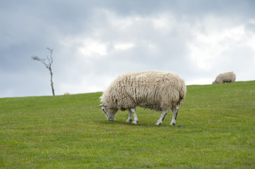 Fototapeta premium Beautiful grassy landscape with a sheep