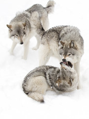 Timber wolves or Grey Wolf (Canis lupus) pack isolated on white background playing in the winter snow in Canada