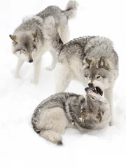 Poster Wolf Timber wolves or Grey Wolf (Canis lupus) pack isolated on white background playing in the winter snow in Canada