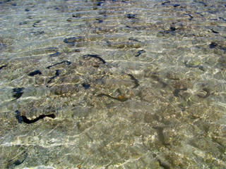 Sea Cucumbers