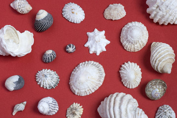 Marine Seashell Background