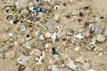 Coral and shell remnants
