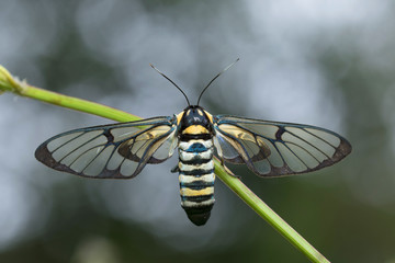 Butterfly in Thailand and Southeast Asia.