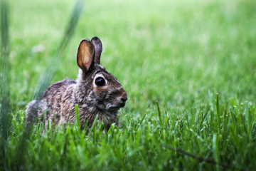 Fototapeta premium bunny green grass cute