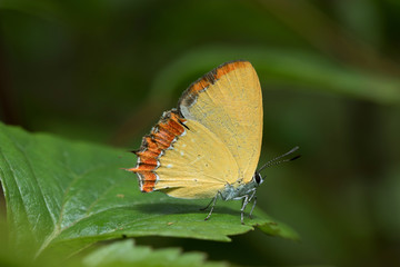 Butterfly in Thailand and Southeast Asia.