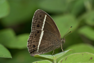 Butterfly in Thailand and Southeast Asia.