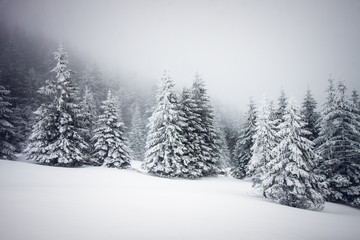  Christmas background with snowy fir trees