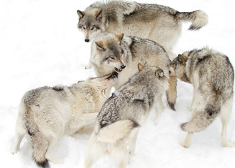 Naklejka premium Timber wolves or Grey Wolf (Canis lupus) isolated on white background playing in the winter snow in Canada