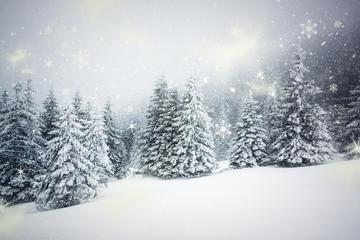 Fototapeta premium Christmas background with snowy fir trees