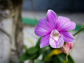 Abstract soft purple and white orchid flower, select focus flower and blurred in the other.