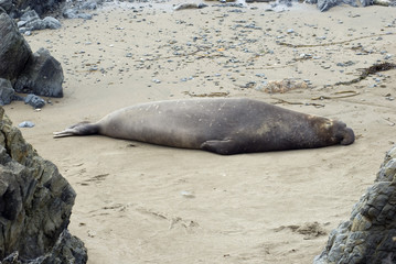 large elephant seal