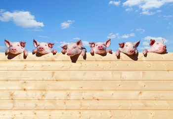 Schweinefarm - Ferkel schauen über eine Holzwand