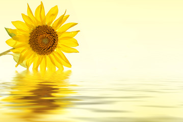 Naklejka premium sunflower yellow flower water reflection