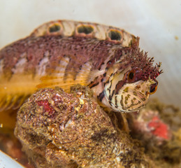 Mosshead Warbonnet closeup