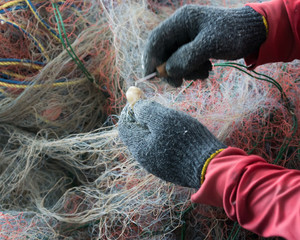 Fisherman hand taking off shrimps