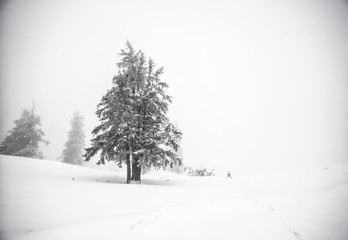  Christmas background with snowy fir trees