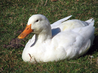 Duck