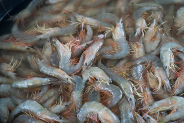 Many fresh shrimp