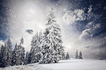 Obraz na płótnie Canvas Christmas background with snowy fir trees
