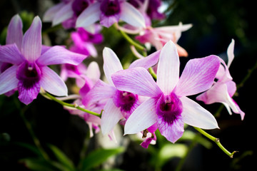 Abstract soft purple and white orchid flower, select focus one flower and blurred in the other.