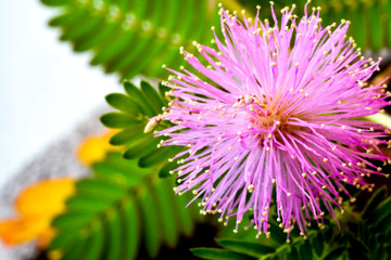 Mimosenblüte – mimosa
