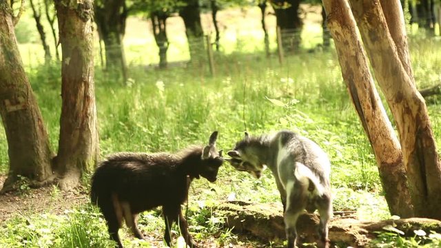 baby goats playing together in forest