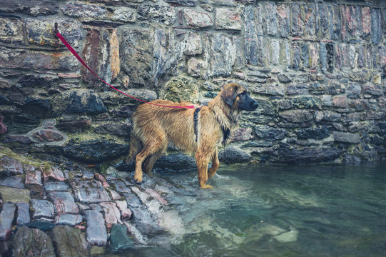 Dog tied up by the river