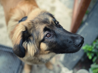 Young leonberger puppy