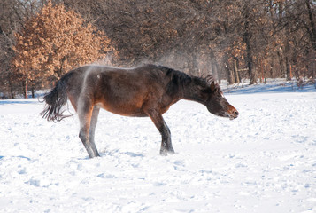 Dark bay Arabian horse shaking off snow after a good roll
