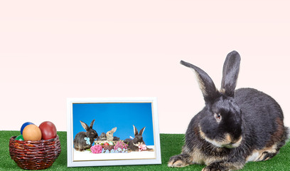 Fototapeta na wymiar On the green cover of the rabbit next to a photograph in a frame and Easter eggs