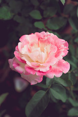 Pink Rose on nature background