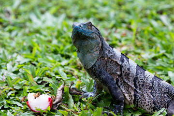 Tropical Iguana in Costa Rica