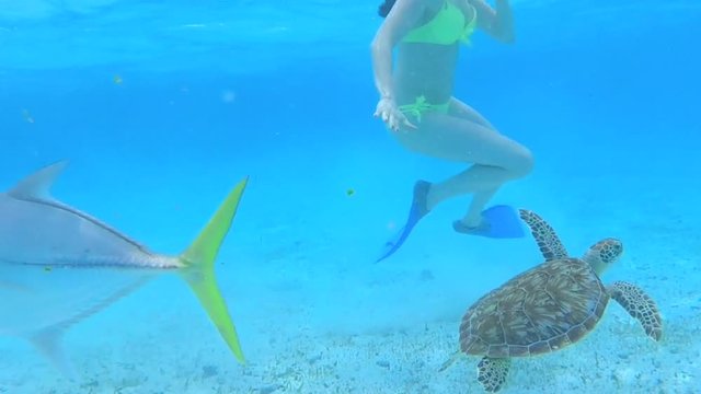 Caribbean underwater visuals, a sea turtle swims around a tourist in a bikini in the Caribbean Sea, Belize tourism.