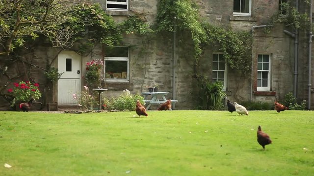 Free range livestock chickens in beautiful green grass in garden fair farming rural house 