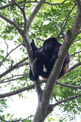 mantled howler monkey - Alouatta palliata